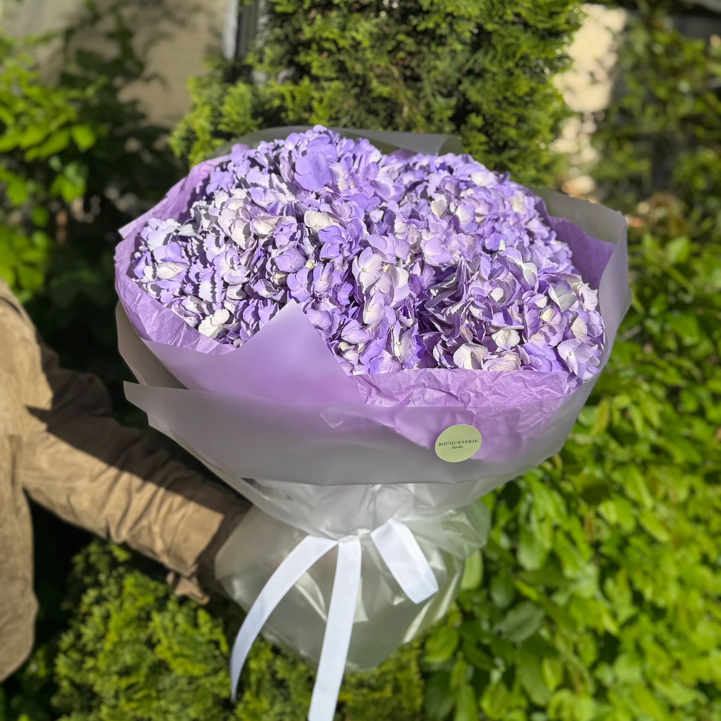 VIOLETTA